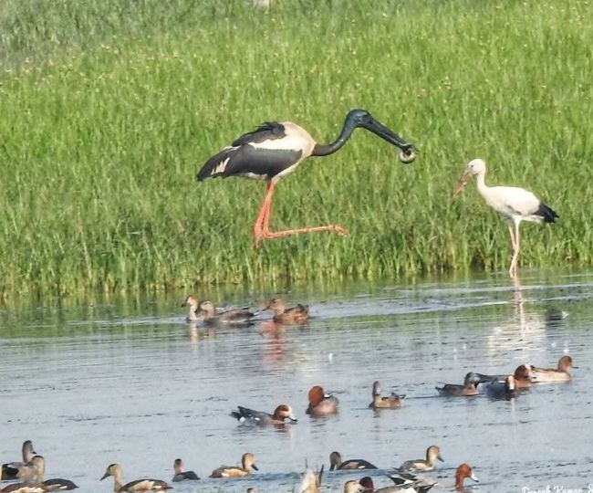 ghatora wetland migratory birds return summer species arrive5