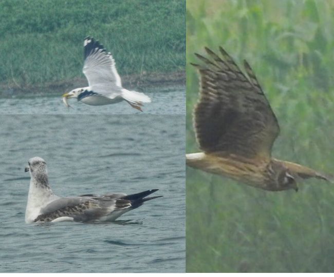 ghatora wetland migratory birds return summer species arrive8 (1)