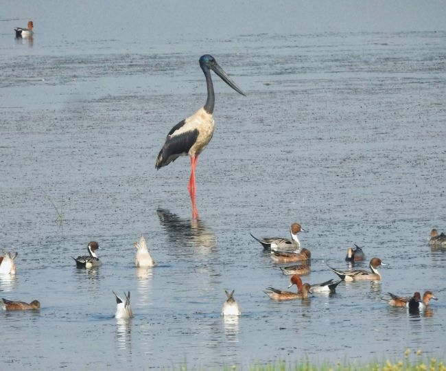 ghatora wetland migratory birds return summer species arrive8