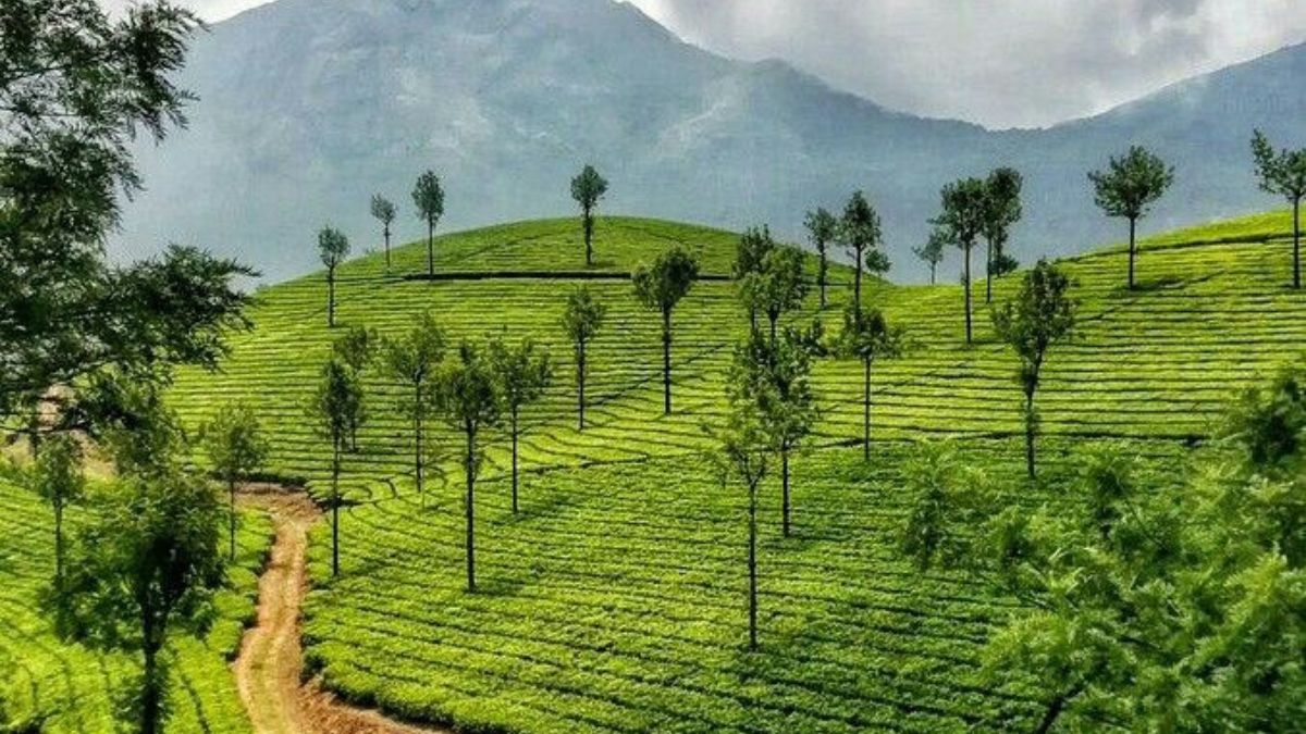 Munnar (2)