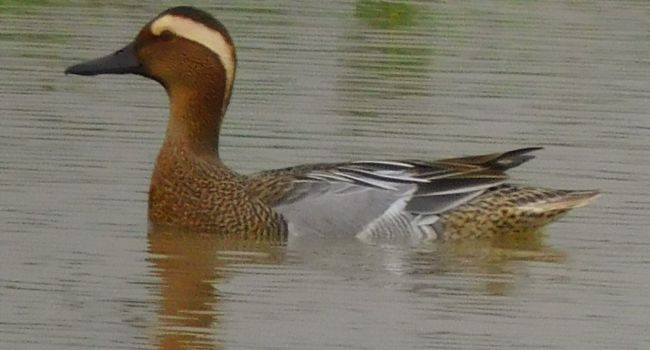 jagatpur lake migratory birds stay late climate change impact56
