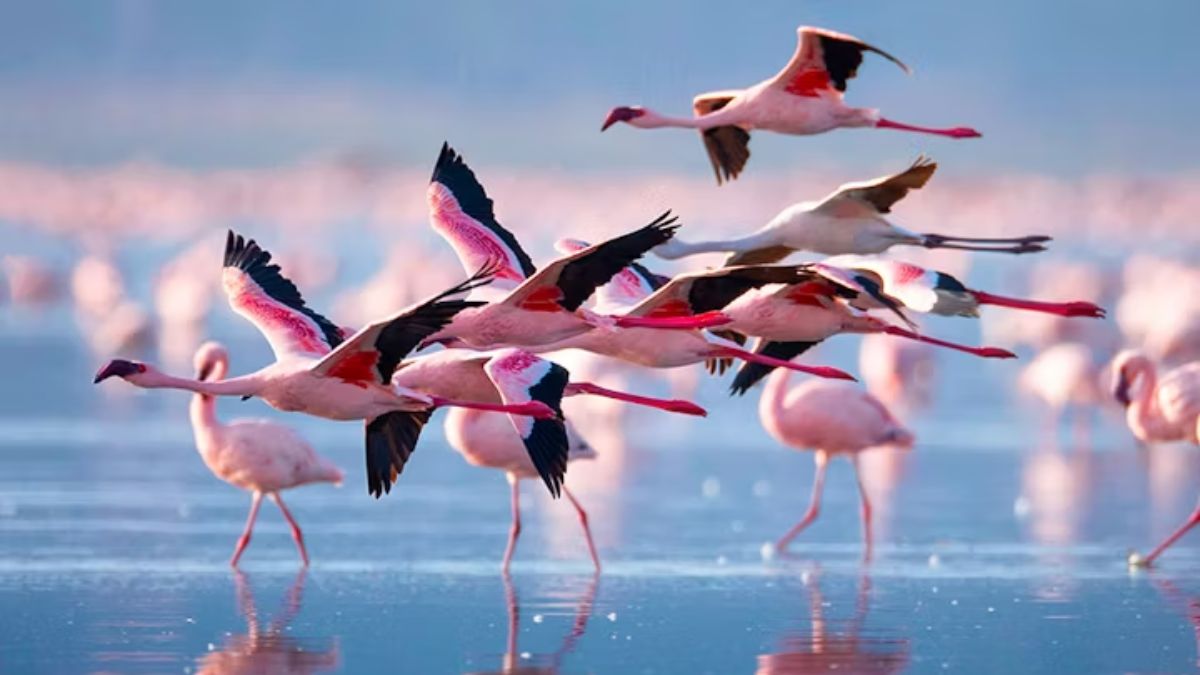 Lesser Flamingoes