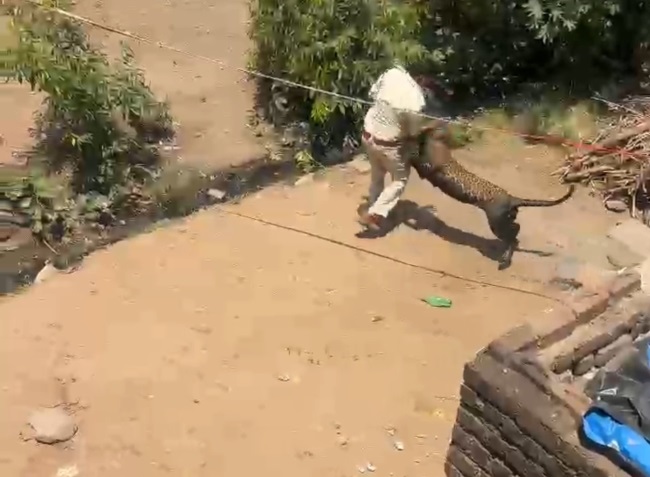 leopard attack on FW 215