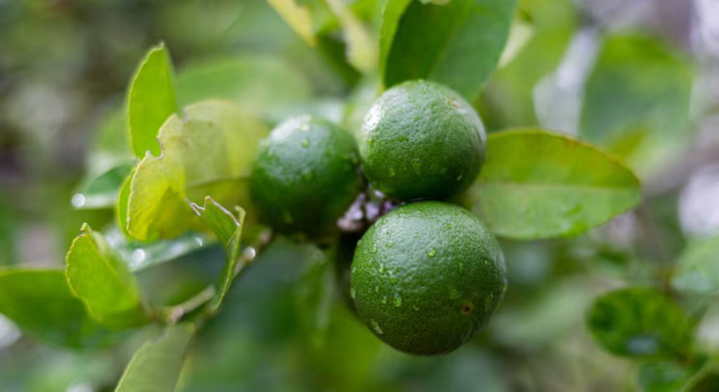 Lemon