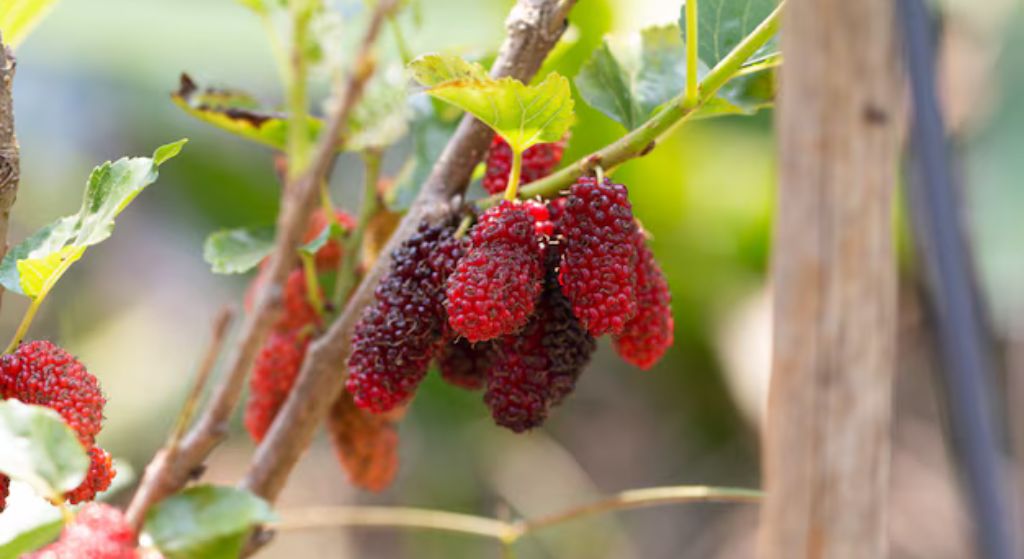 Mulberry