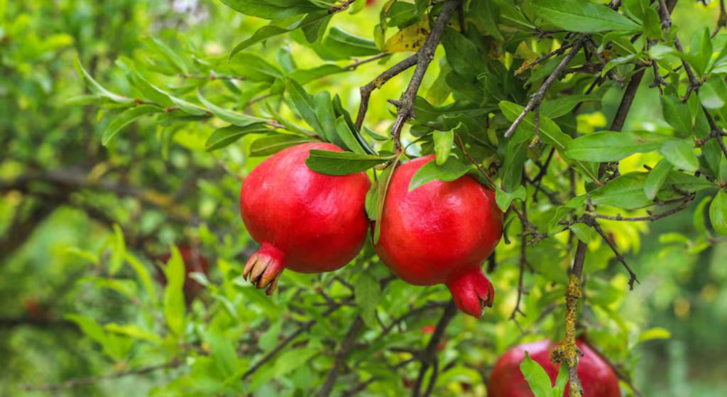 Pomegranate