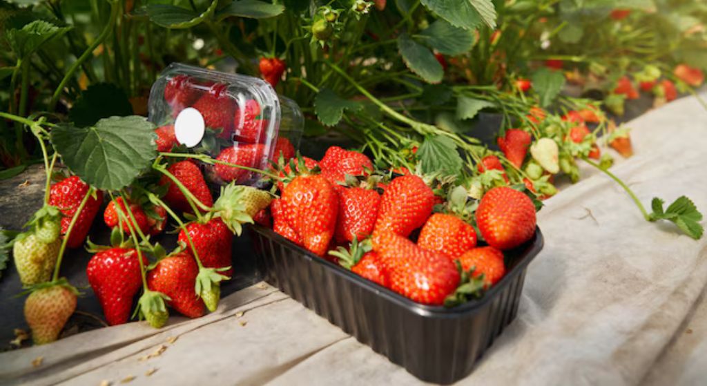 Strawberry