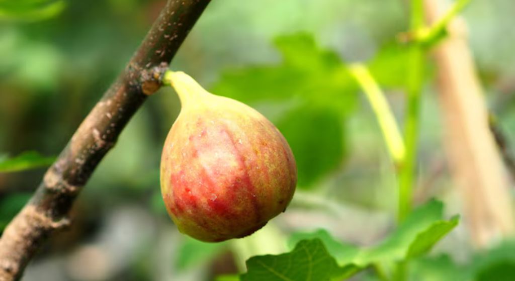 fig