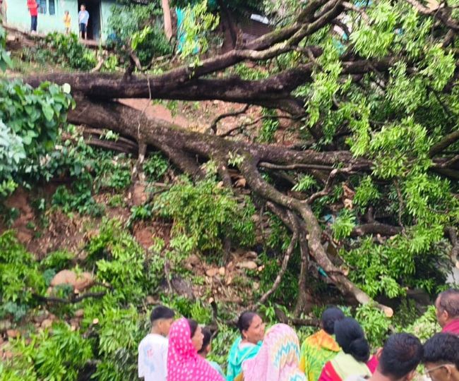 tree fall in house in bageshwar