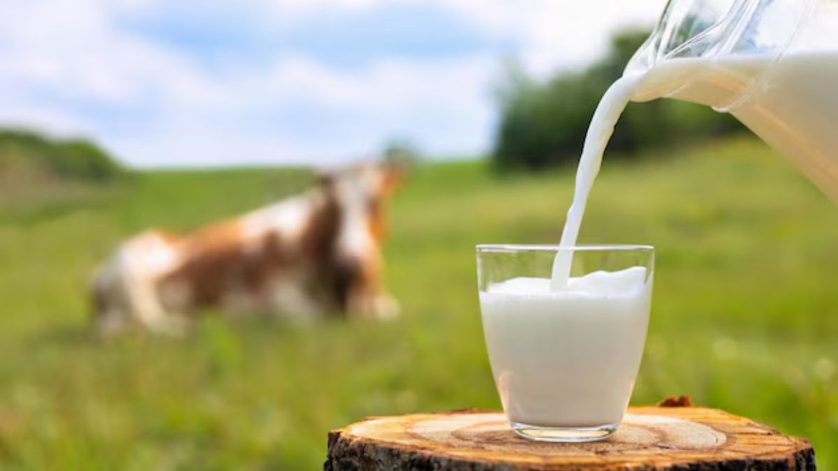 Milk Adulteration Test (1)