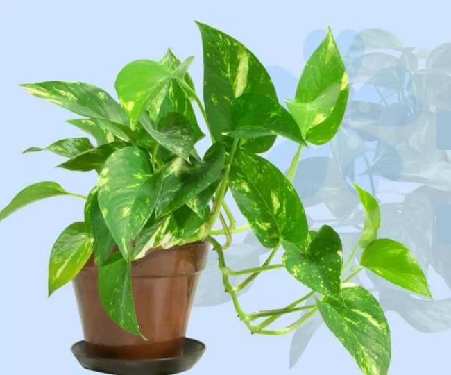 Money Plant tips