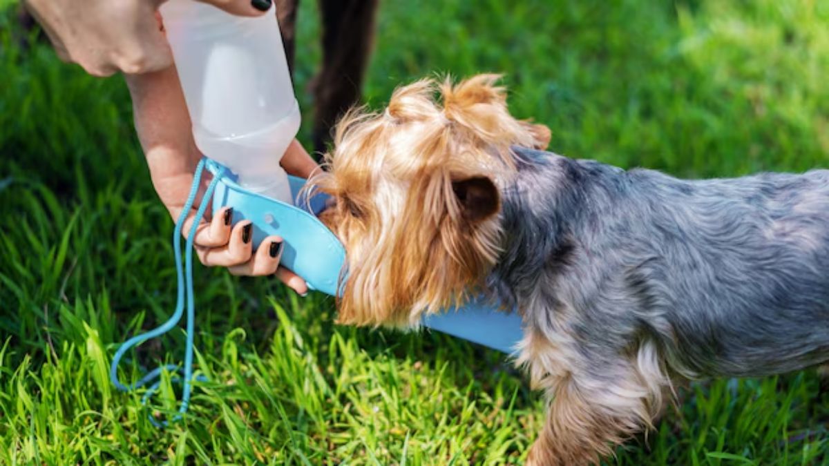 pet care in Heatwave (1)