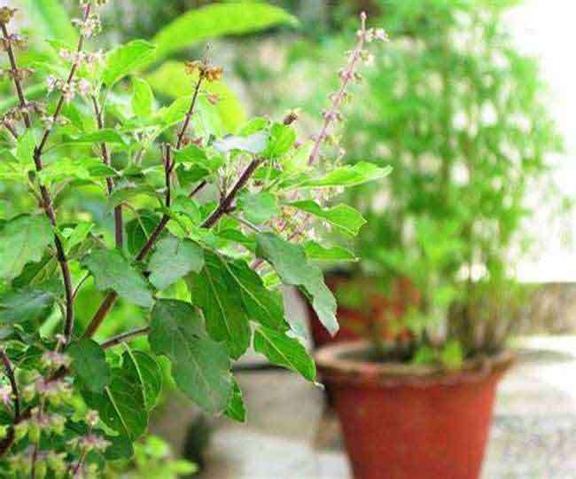 04_08_2021-vastu_aur_tulsi_21893853 (2)