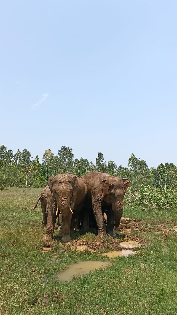 Odisha Hathi