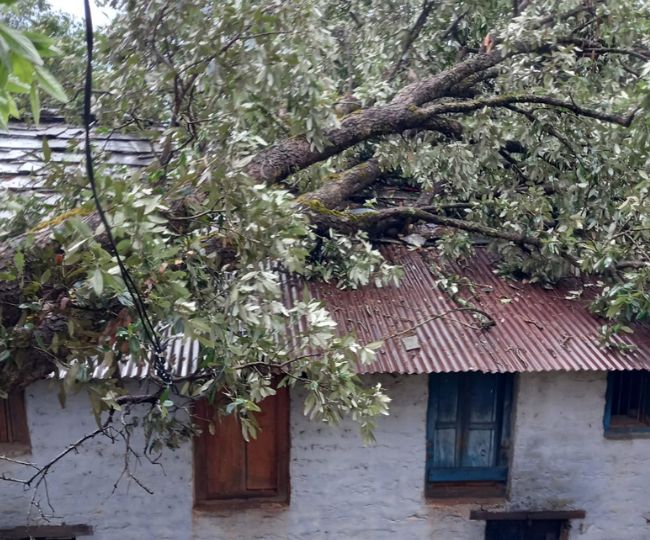tree fall in house