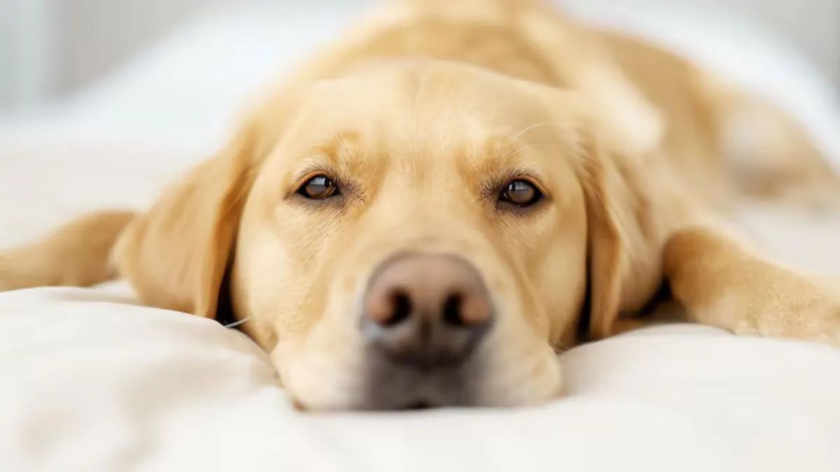 dog (3)