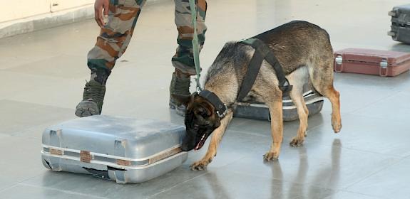 dog_