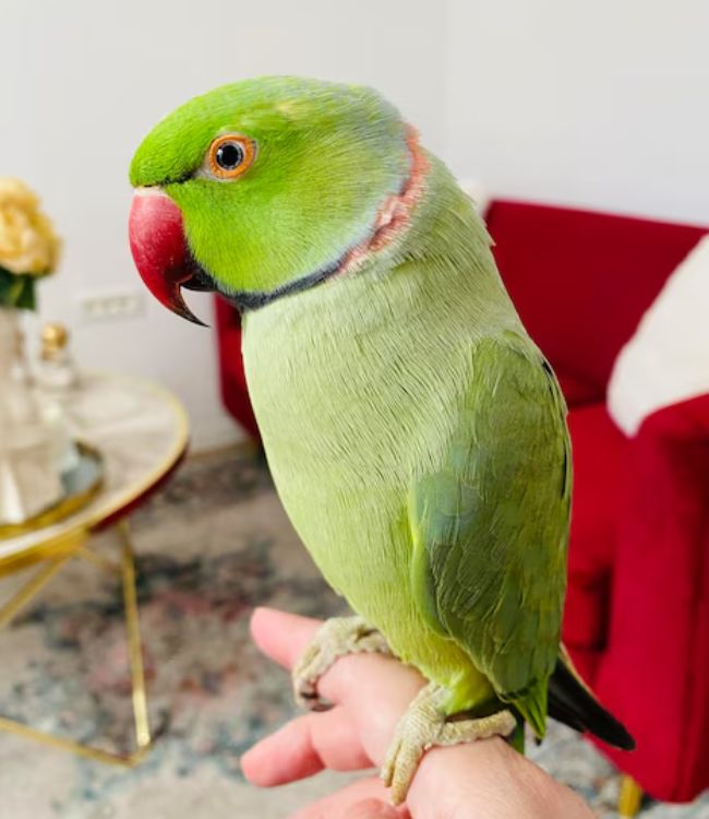 Parrot