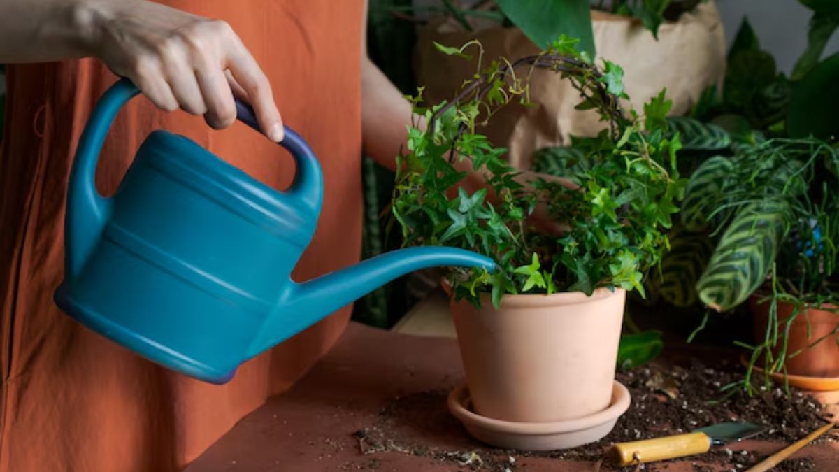 Right time to water plants (1)