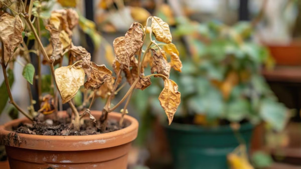Sick Plant Signs (1)