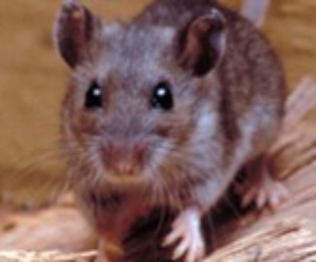 mouse