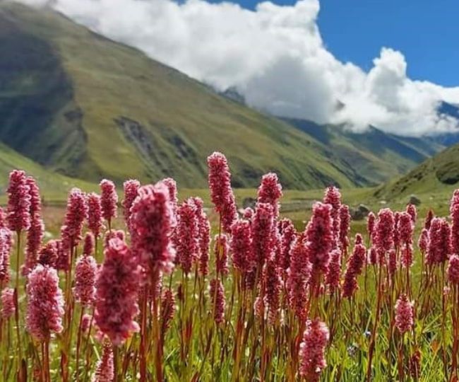 Kyarkoti Trek