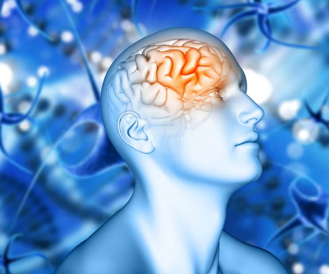 body fat and brain