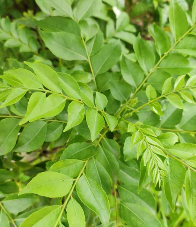 curry plant
