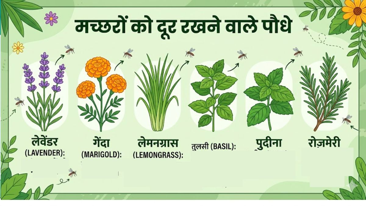 plants to keep mosquitoes away