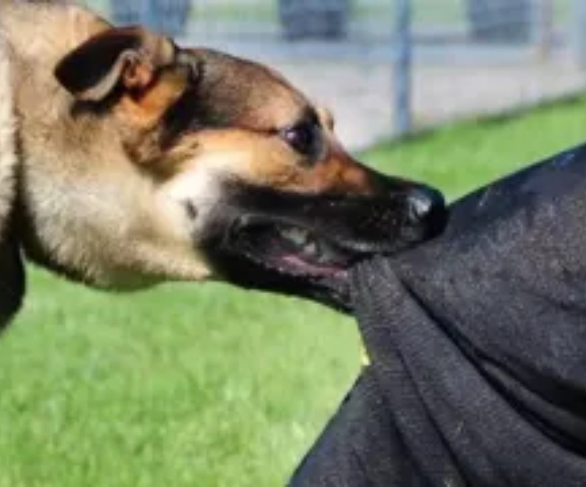 dog bites i