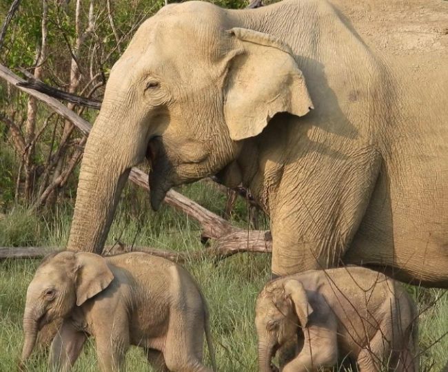 elephant baby