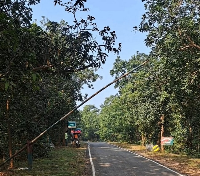 Gangta Forest