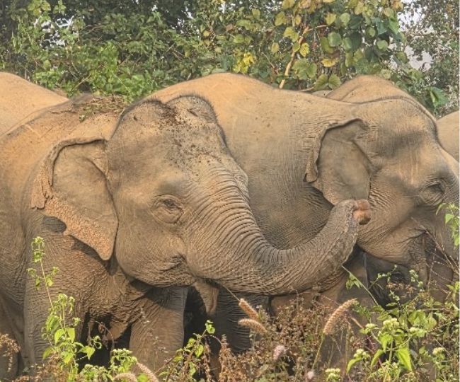 Bihar First Elephant Corridor Declared in Jamui Forest Area (1)