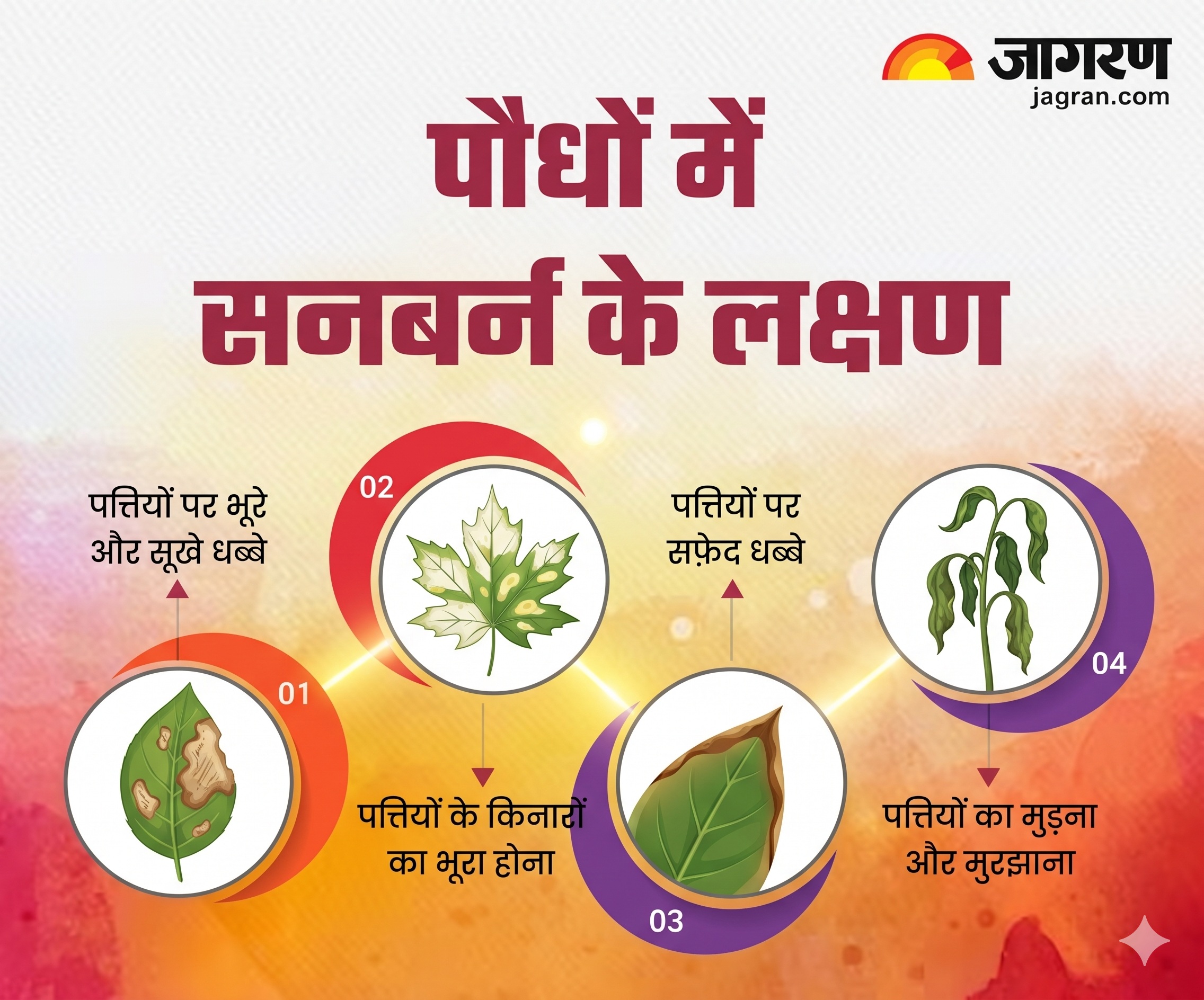 Plant Sunburn