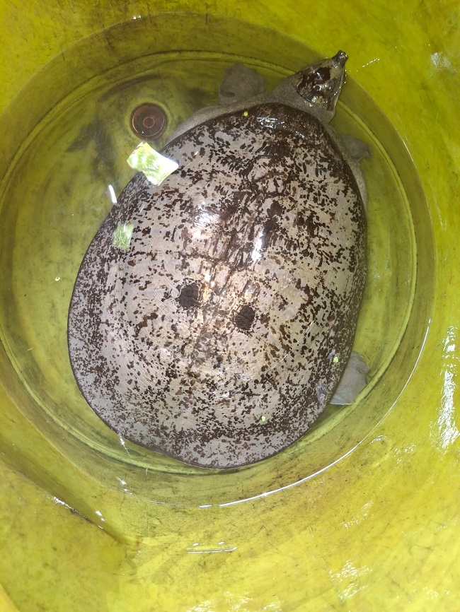 Turtle news