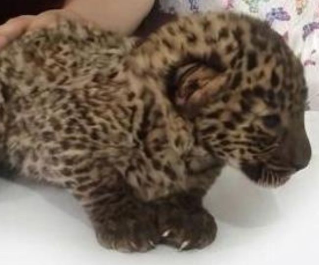 leopard cubs