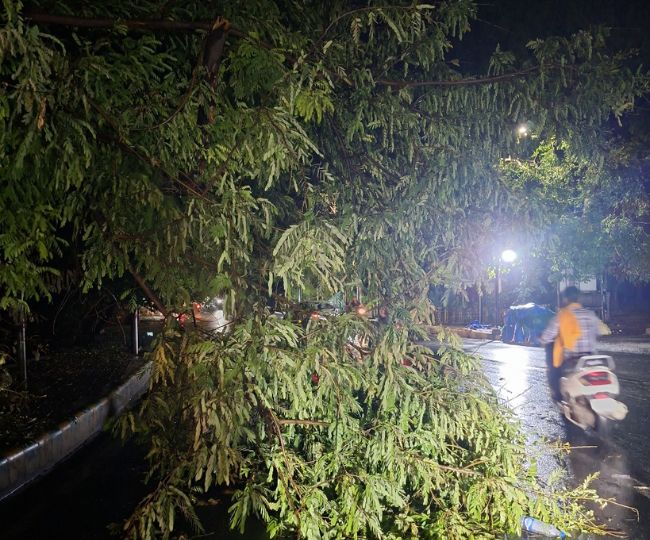 tufan tree fall