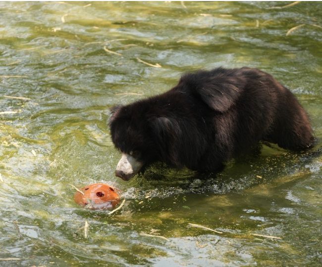 bear small