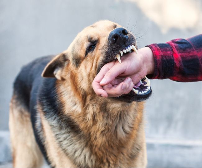 rabies dog bite