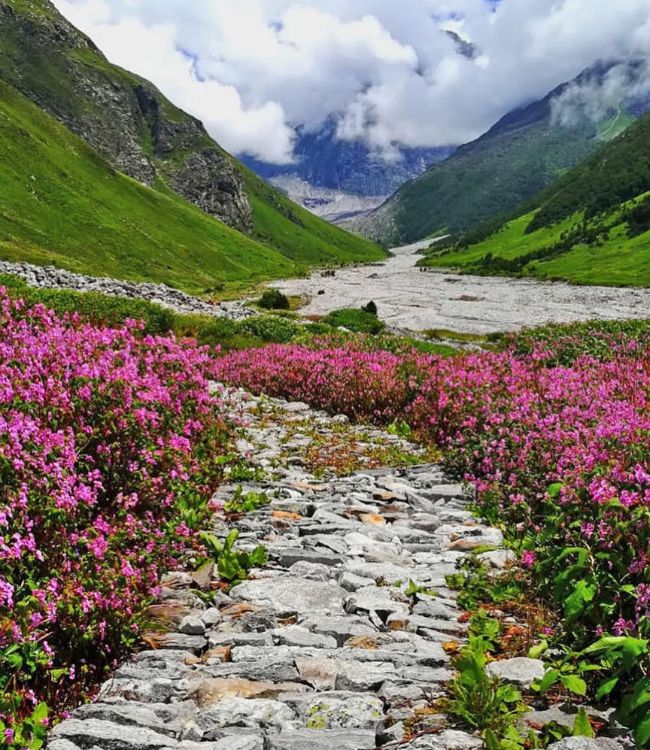 Valley of Flowers (1)