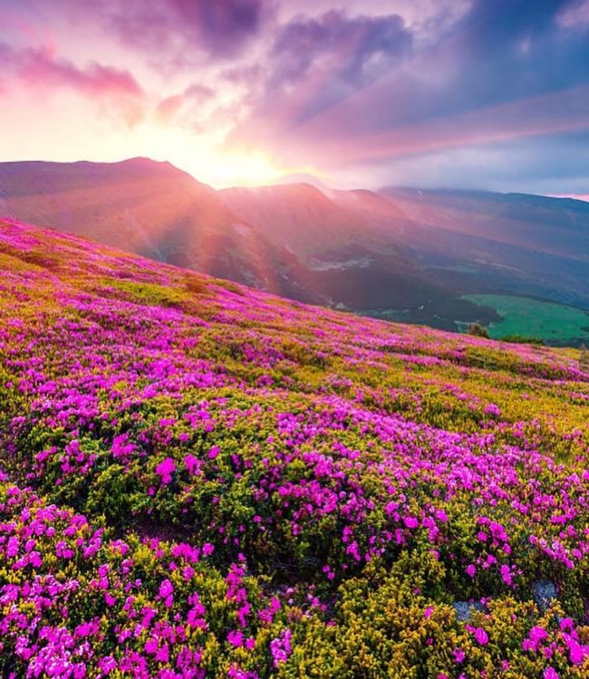 Valley of Flowers (2)