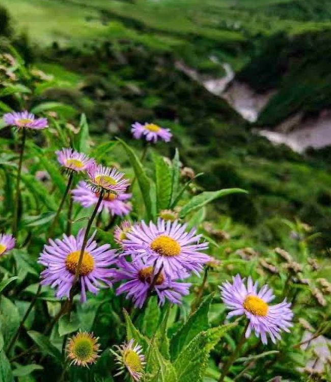 Valley of Flowers (3)