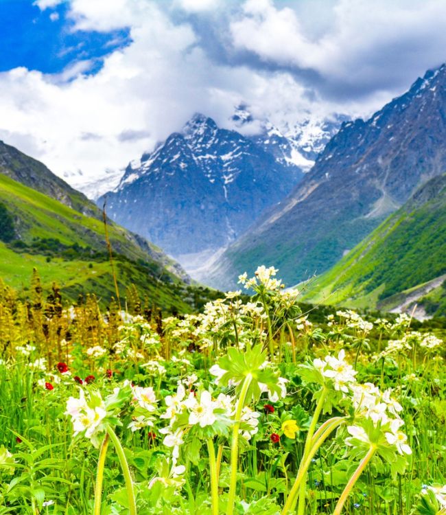Valley of Flowers (4)