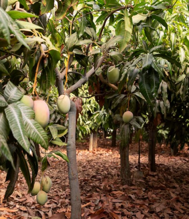 Mango Garden