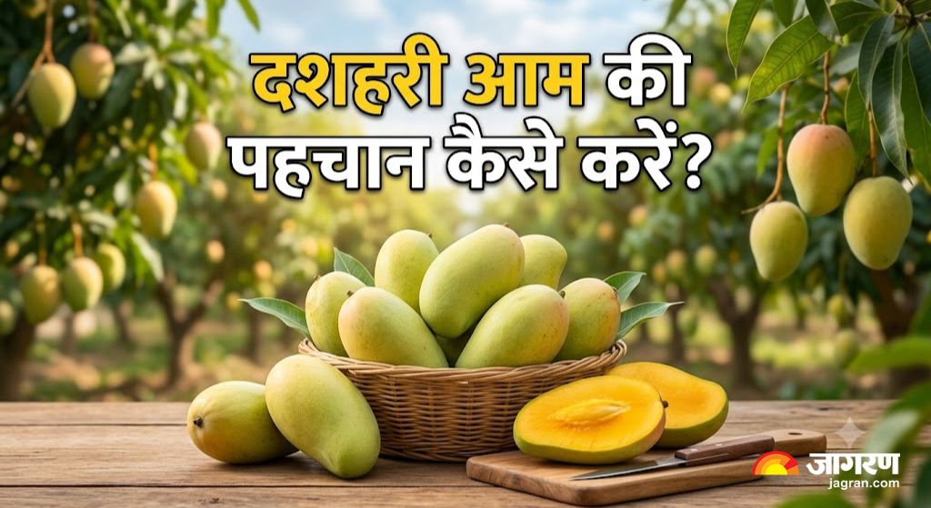 Malihabadi Dasheri mango
