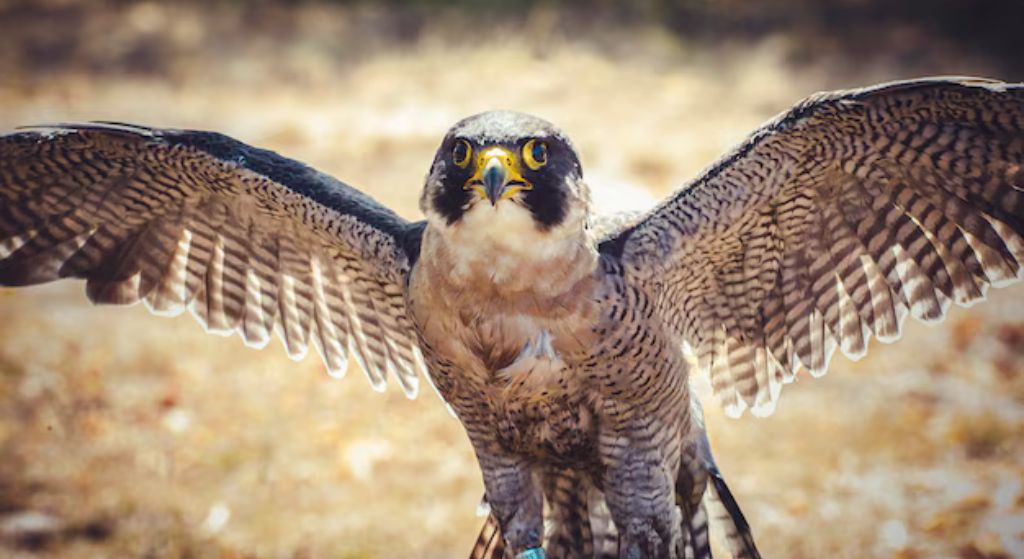 Why Do Falcons Have Passports