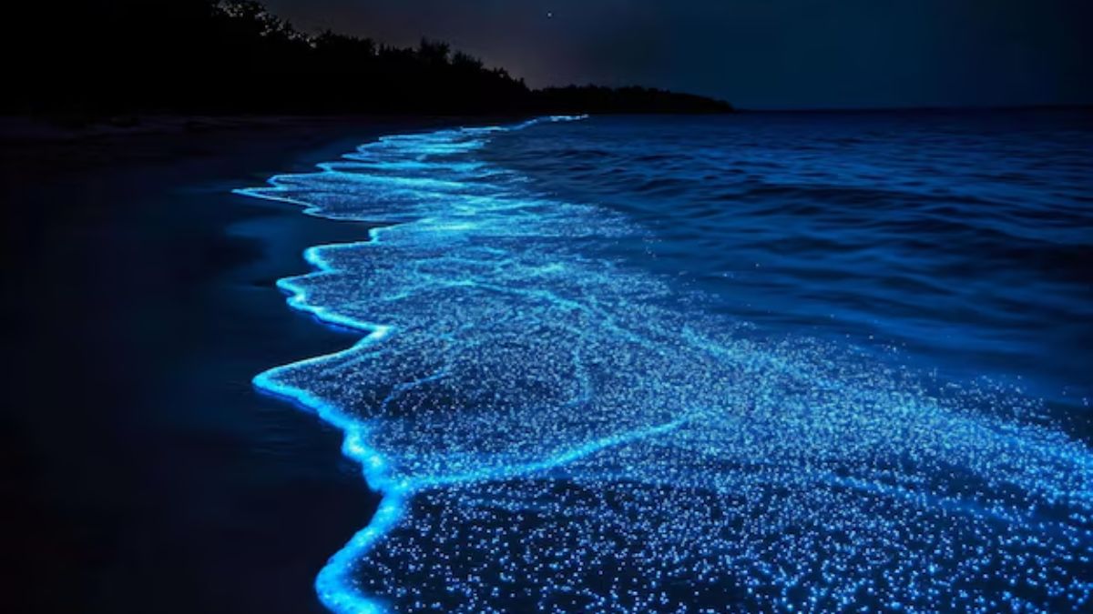 Bioluminescence  (1)