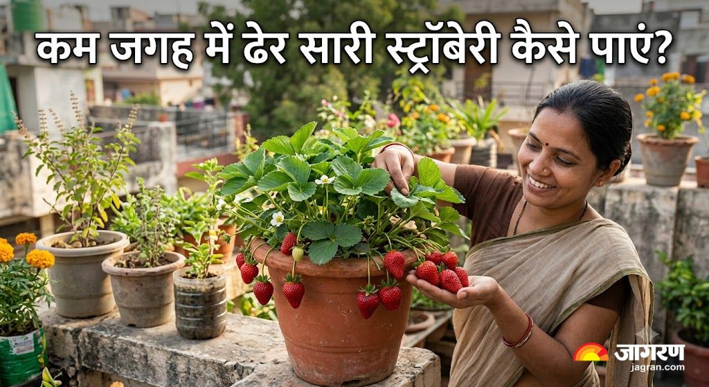 best way to grow strawberries