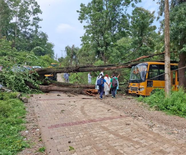 tree Fall School Bus 2