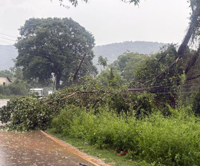 tree Fall School Bus 3